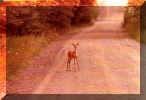 deer.jpg (35573 bytes)